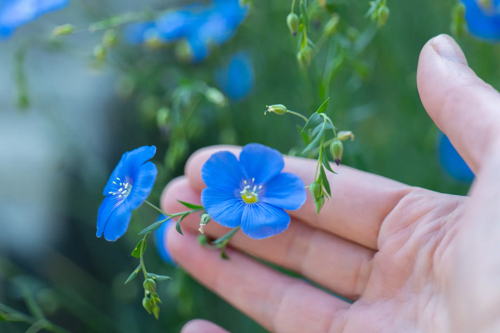 Blue flowers held carefully in a hand, representing protection of browser content and visitor data