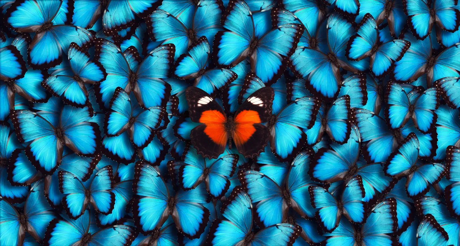 One orange butterfly among blue butterflies