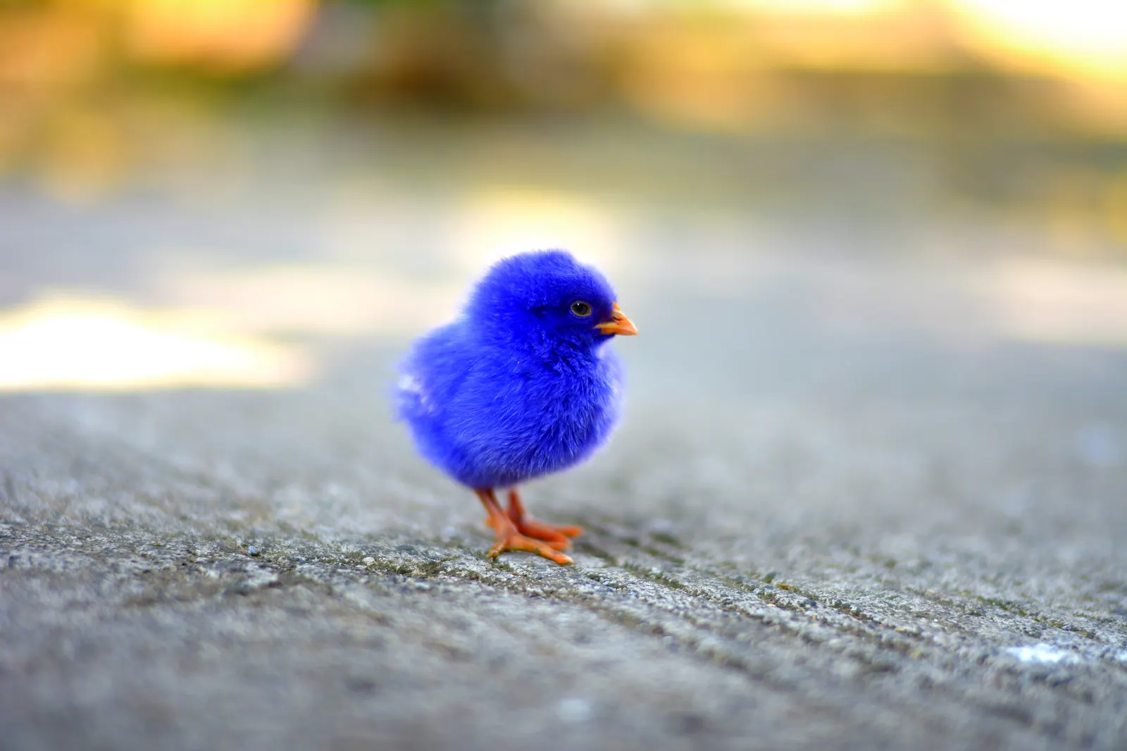 Small blue bird standing on a path