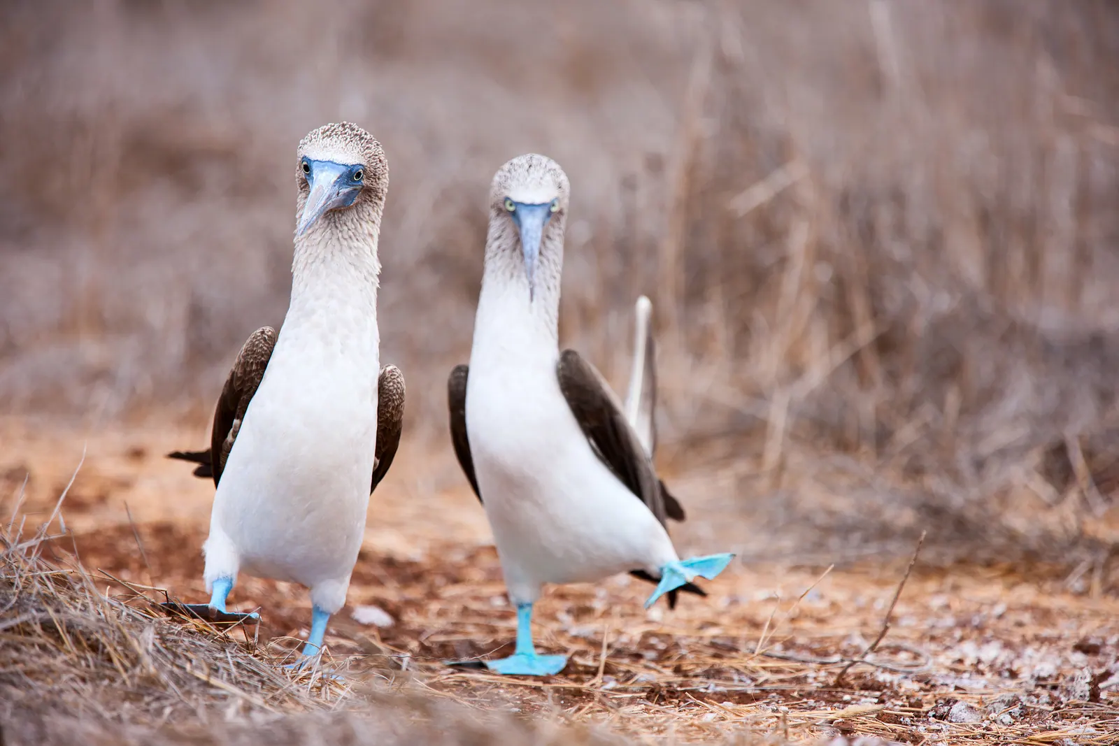 Birds aligned side by side representing controlled database access and compliance readiness