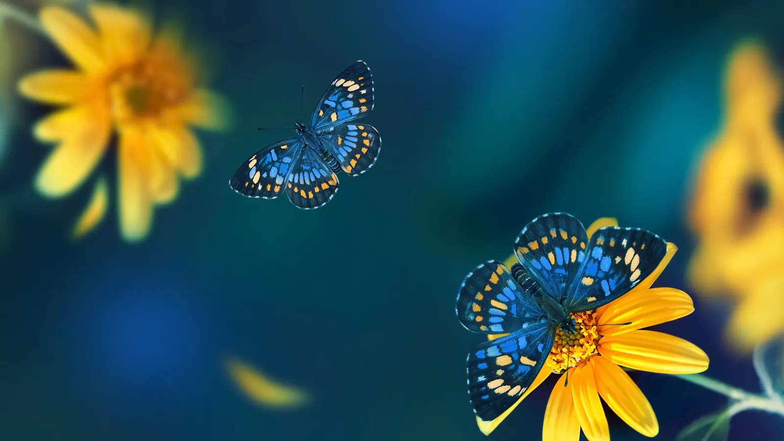 Butterflies among yellow flowers representing continuous discovery of WordPress and Nginx vulnerabilities