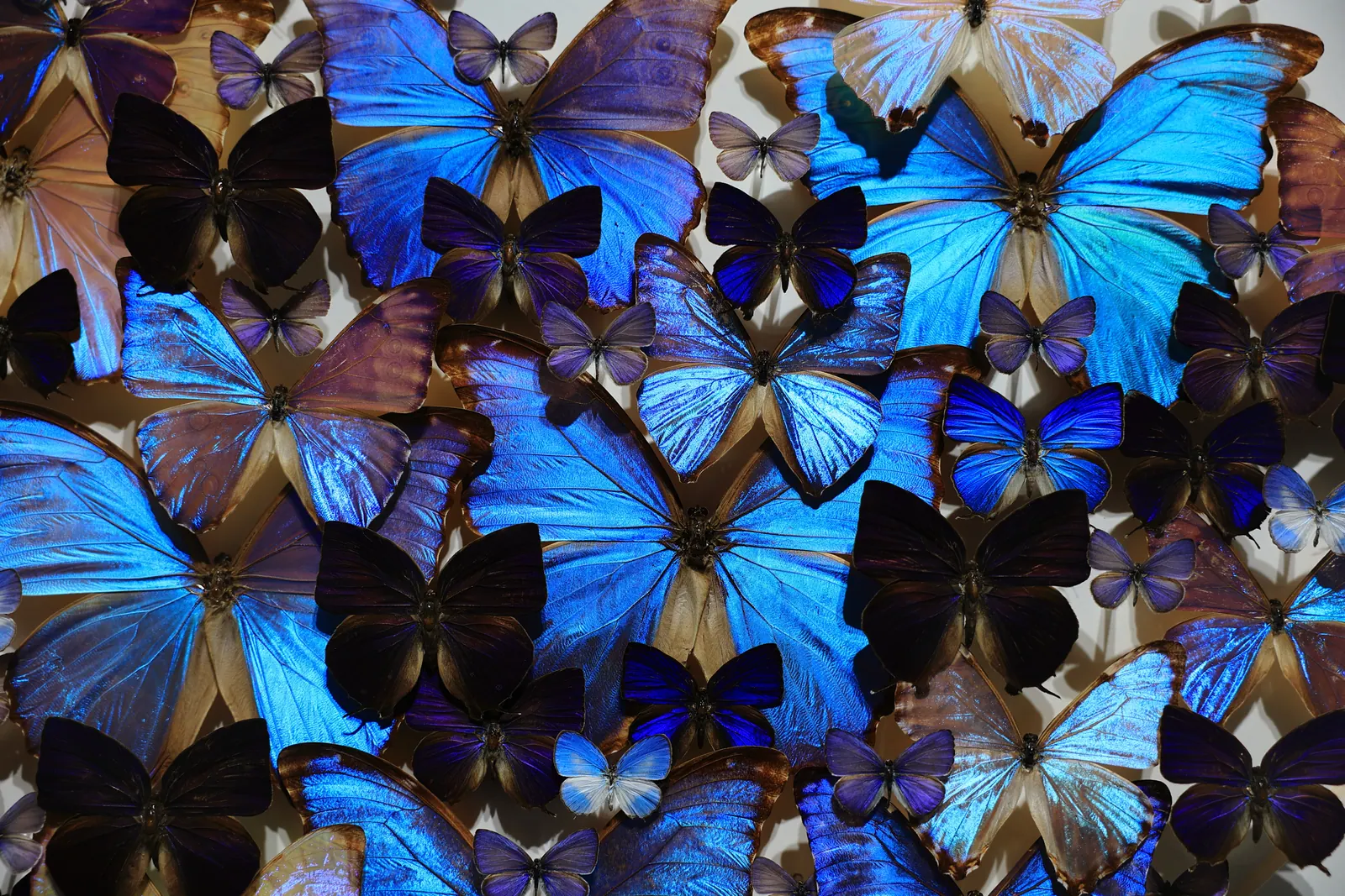 Overlapping blue butterfly wings