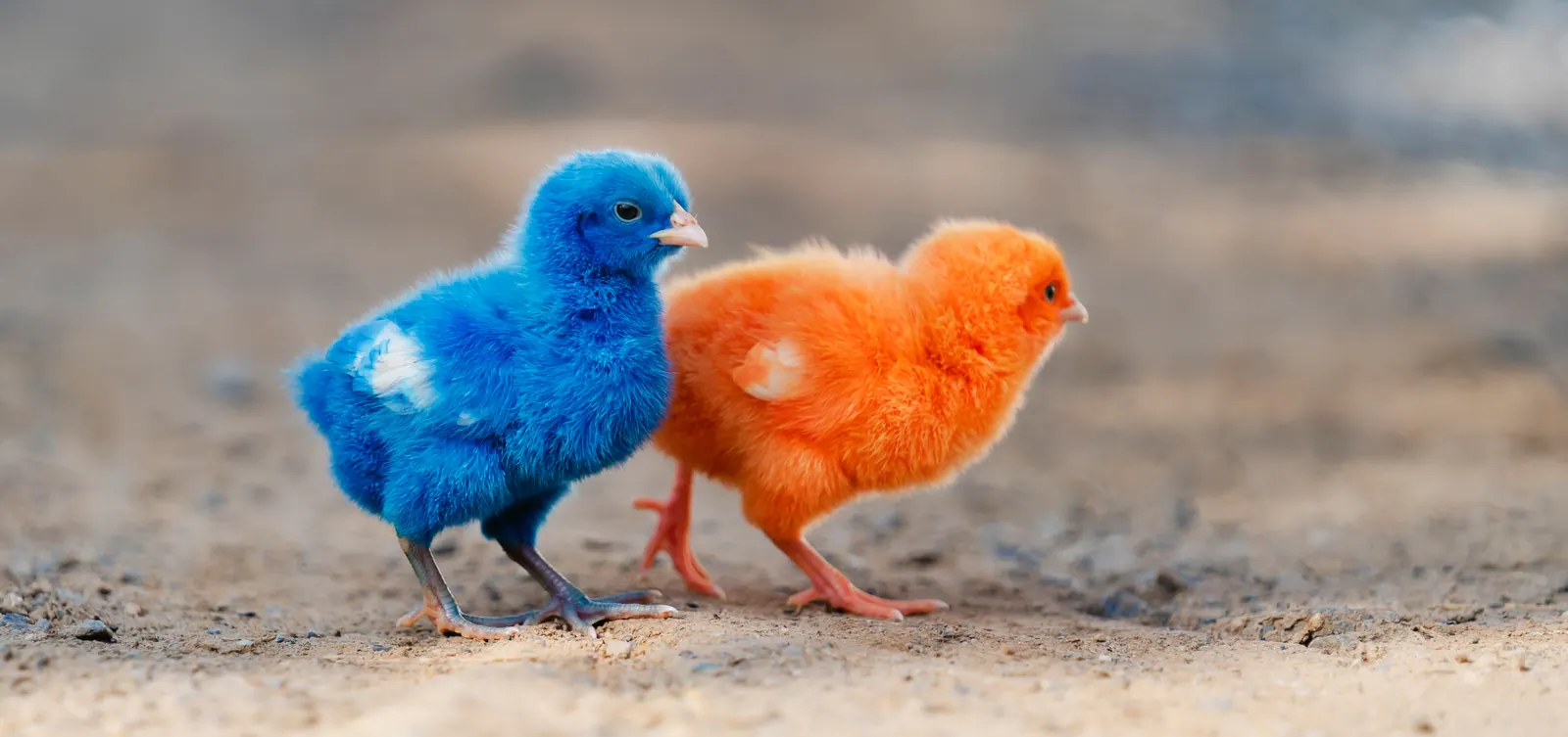 Blue and orange birds together representing secure API connections between systems