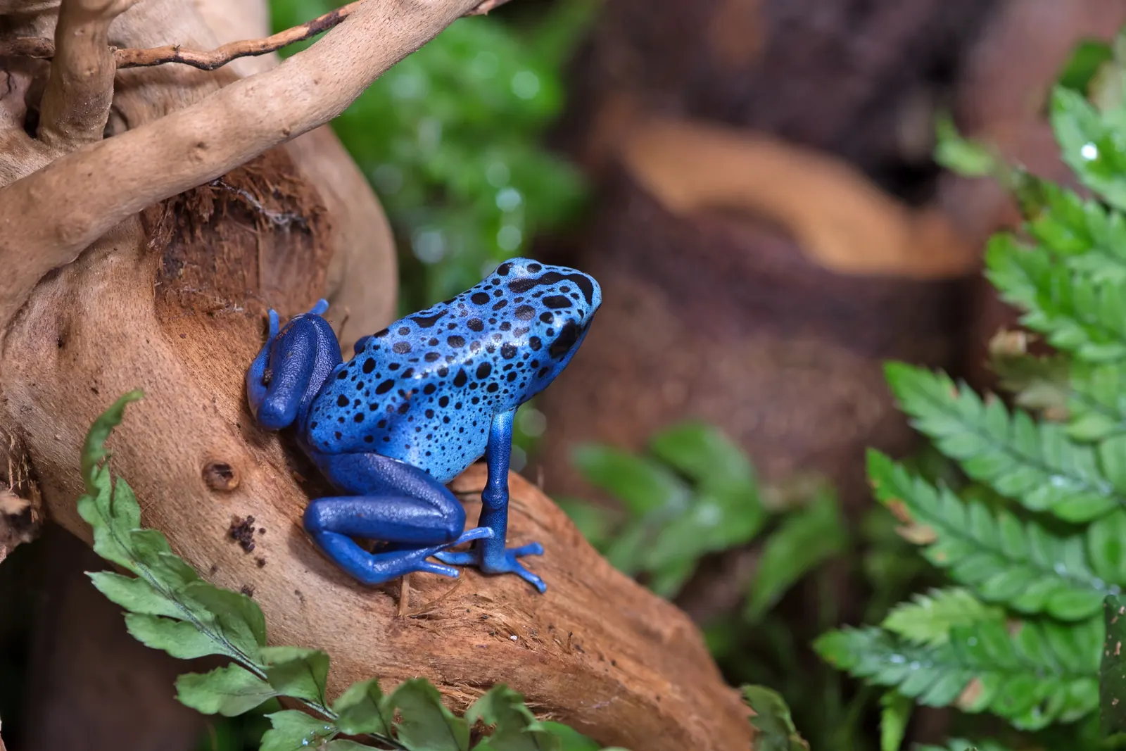 Blue frog on a branch in a green forest