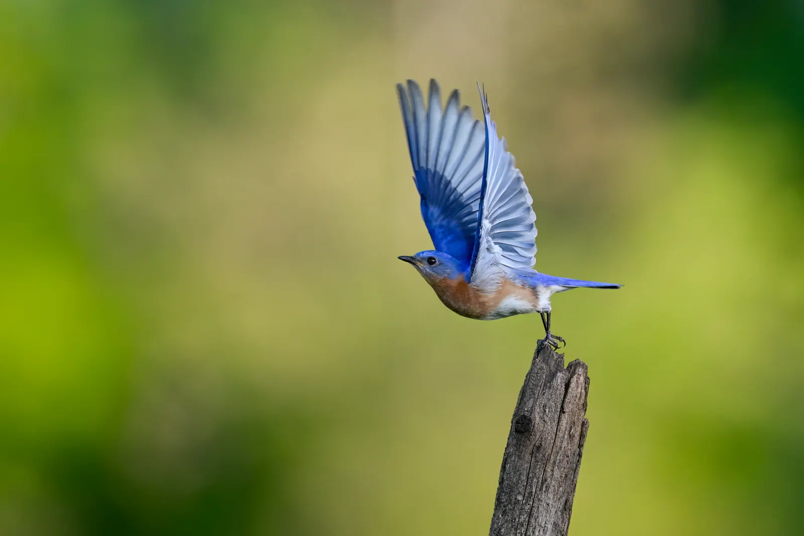 Blue bird taking flight from a wooden post