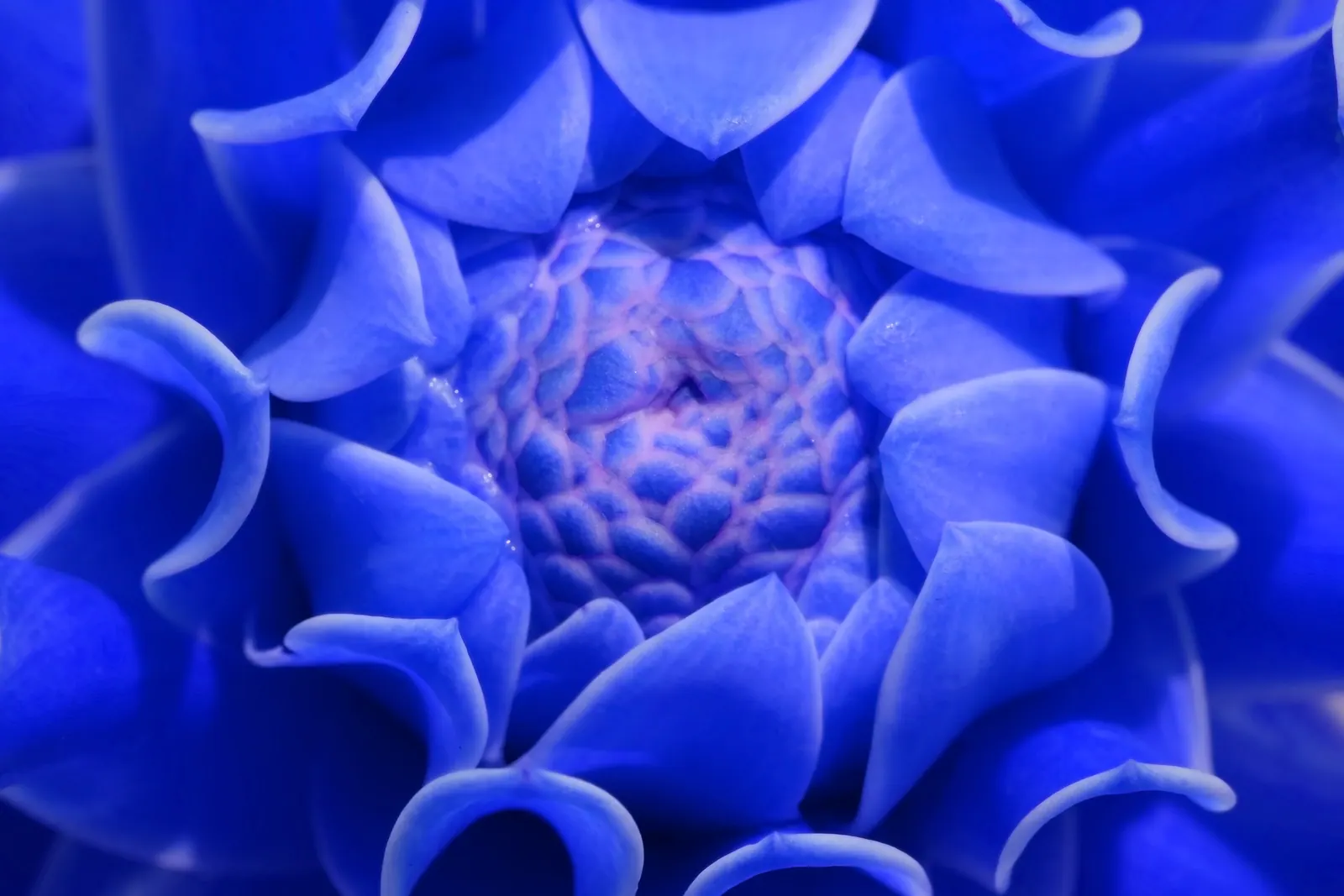Structured blue floral pattern representing maintained and securely configured WordPress websites